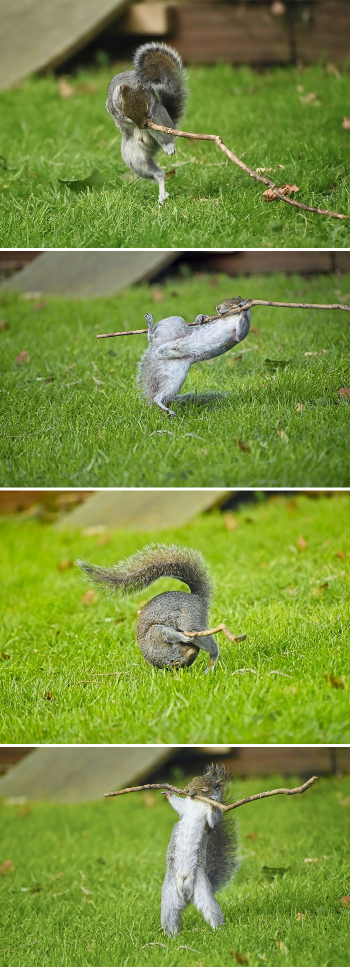 Squirrel playfully wrestling a stick, showcasing nature's comedy in Nikon Wildlife Awards 2024 winner photo.