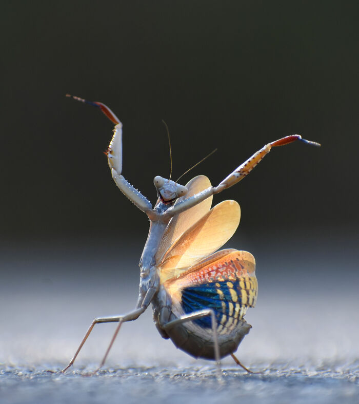 Praying mantis in a funny dance pose, showcasing the humor of wildlife captured by Nikon's Comedy Wildlife Awards.