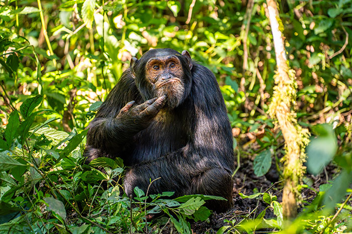 Chimpanzee in a thoughtful pose among green foliage, winner of Nikon's Comedy Wildlife Awards 2024.