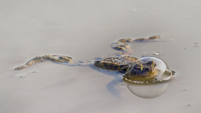 Frog with head in a bubble underwater, capturing a humorous scene at Nikon's Comedy Wildlife Awards 2024.