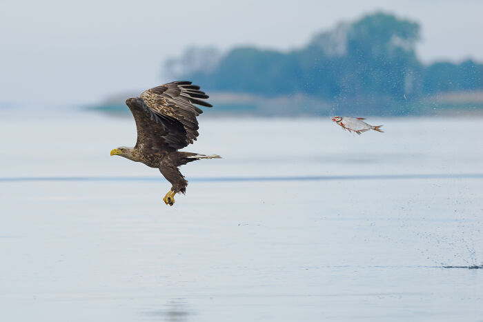 Eagle chasing a fish over water, captured during Nikon’s Comedy Wildlife Awards 2024 winners announcement.