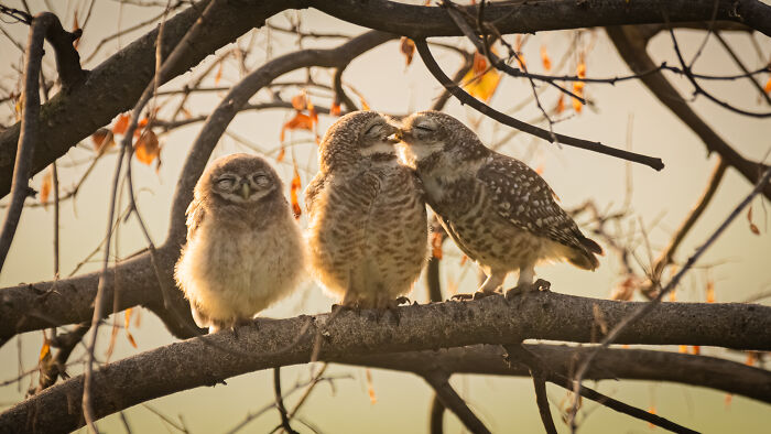 Three owlets on a tree branch in a humorous pose, winners of Nikon's Comedy Wildlife Awards 2024.