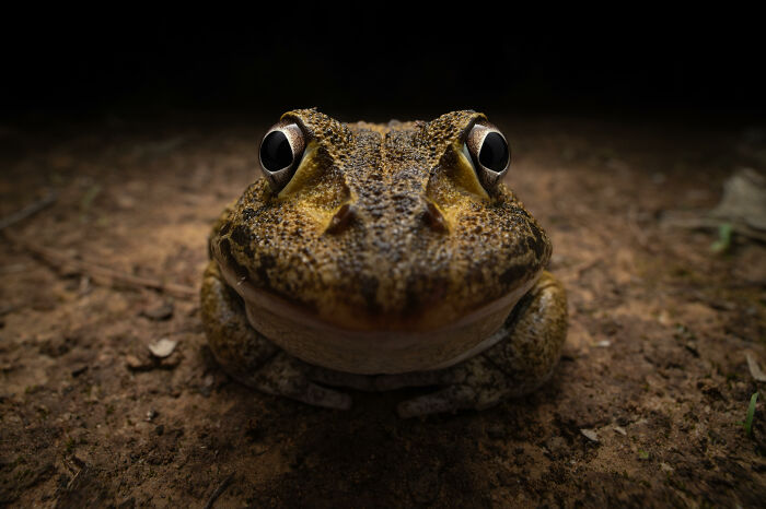 Close-up of a frog on the ground, captured for Nikon's Comedy Wildlife Awards 2024 winners.