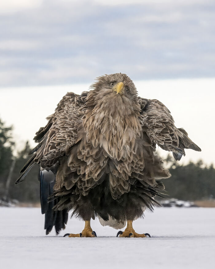 Close-up of a fluffy bird standing on snow, featured in Comedy Wildlife Awards 2024 winners.