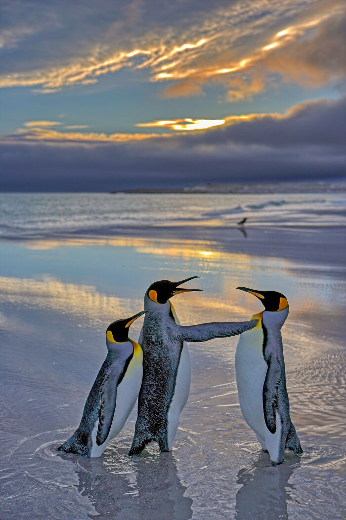 Penguins in a playful pose on the beach at sunset, captured for Nikon’s Comedy Wildlife Awards 2024.