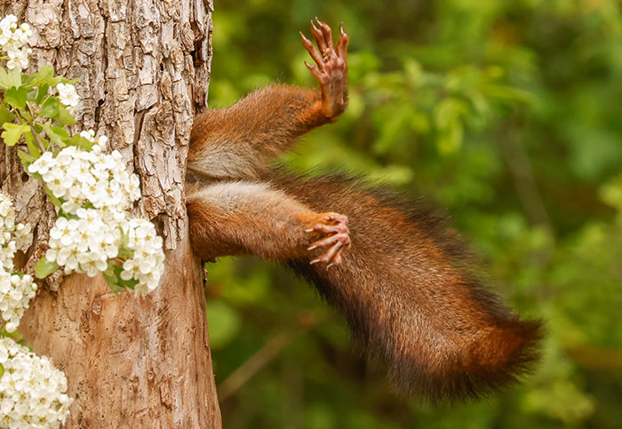 Nature’s Paparazzi Strike Again As Nikon’s Comedy Wildlife Awards 2024 Announce Their Winners