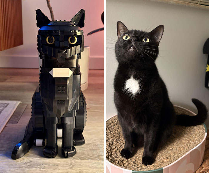 A LEGO cat build next to a real black cat with a white patch on its chest, showcasing Cool LEGO Builds creativity.