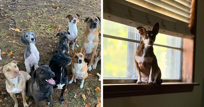 This Couple Made Their Home A Sanctuary For 12 Rescue Dogs