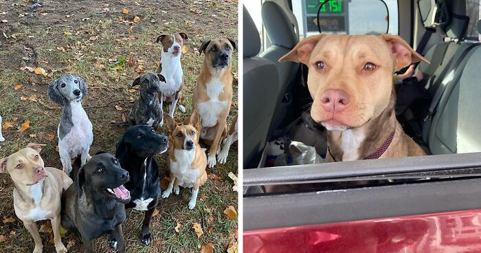 This Kindhearted Couple Rescued 12 Stray Dogs (And Counting)