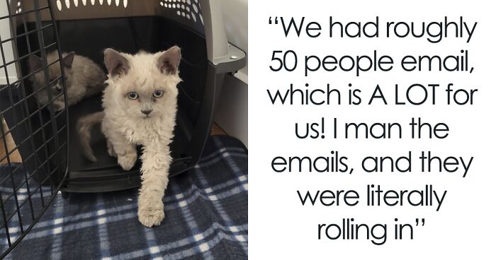 Magnificent-Looking Selkirk Rex Curly Kittens Get Adopted In 13 Mins As Folks Fall In Love With Them