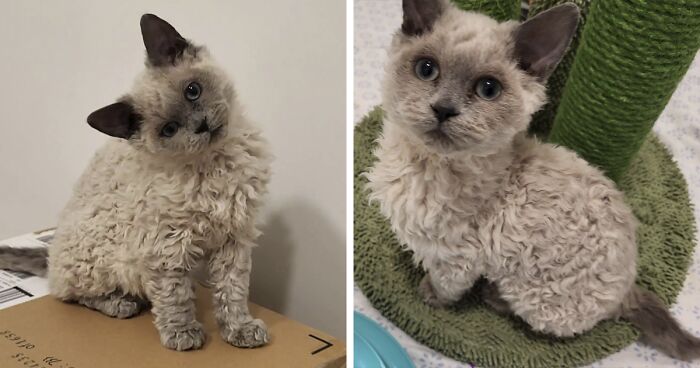 These Stunning Curly Kittens Set A New Adoption Record After Finding Home In Just 13 Minutes