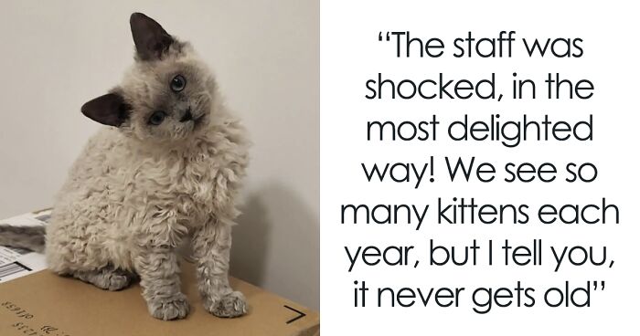 Plush-Like Curly Kittens Got Adopted In Record Time Due To Their Irresistibly Cute Appearance