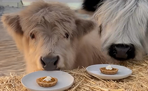 Baby Calves Devastate Netizens With Their Cuteness While Trying Pumpkin Pie For The First Time