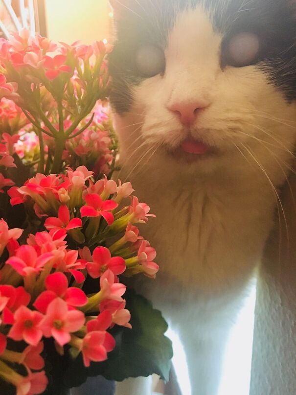 Cat with tongue out near pink flowers, creating a funny expression.