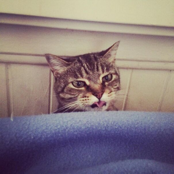 Cat with tongue out, peering over a blue blanket, creating a funny expression.