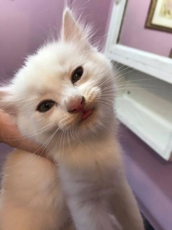 A fluffy white cat with its tongue sticking out, creating a funny expression.