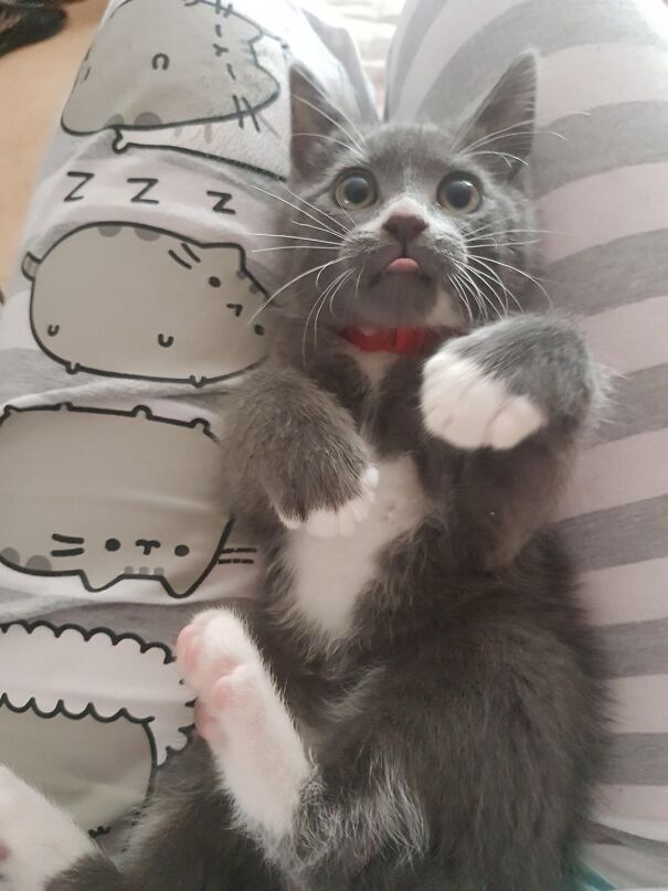 A cute gray cat lying on its back with its tongue adorably sticking out.