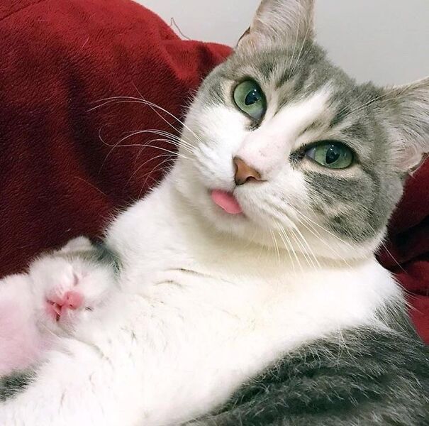 Cat with tongue out, looking relaxed on a red blanket, showcasing a funny cat moment.