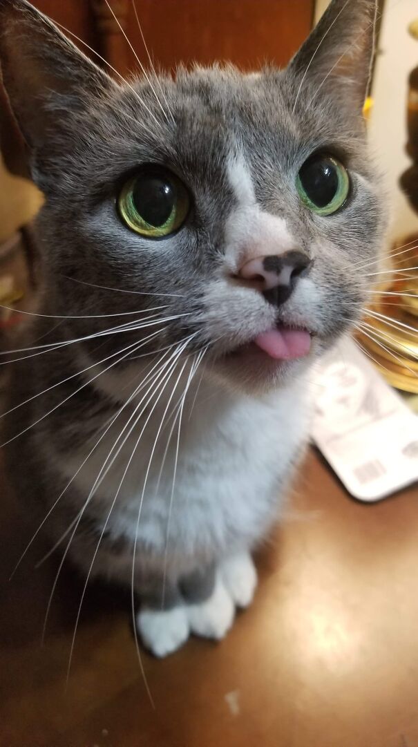 Cat with its tongue sticking out, wide eyes looking curious.