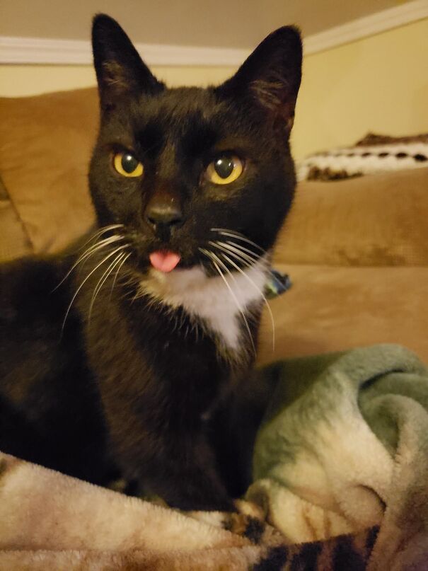 A black and white cat with its tongue sticking out, sitting on a blanket.