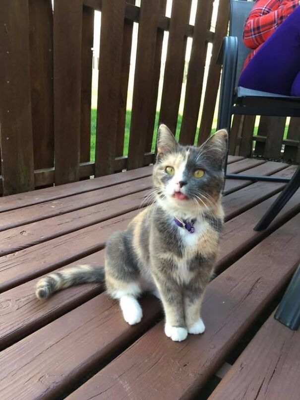 Cat with tongue out sitting on wooden deck, looking playful.