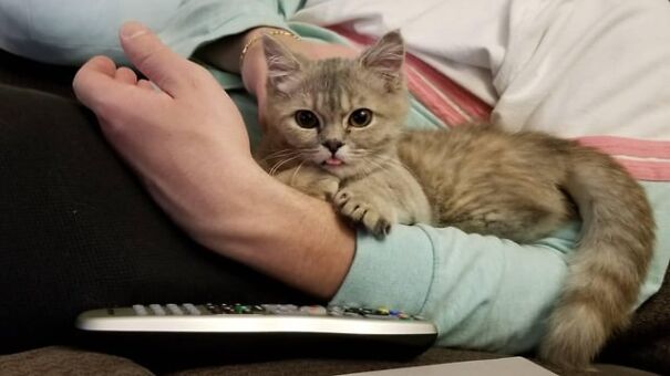 Cute cat with tongue out lounging on a person's arm next to a remote.