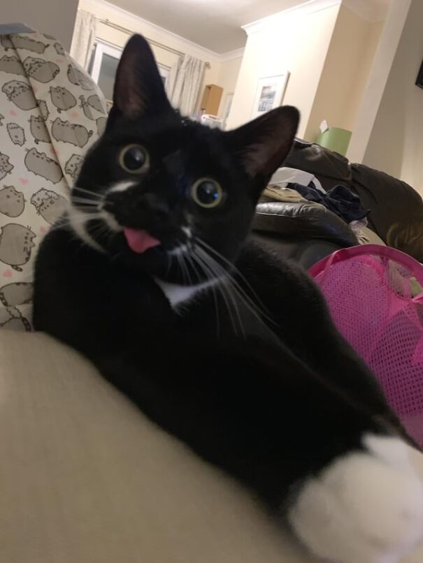 Black and white cat with tongue out, lying on a couch.