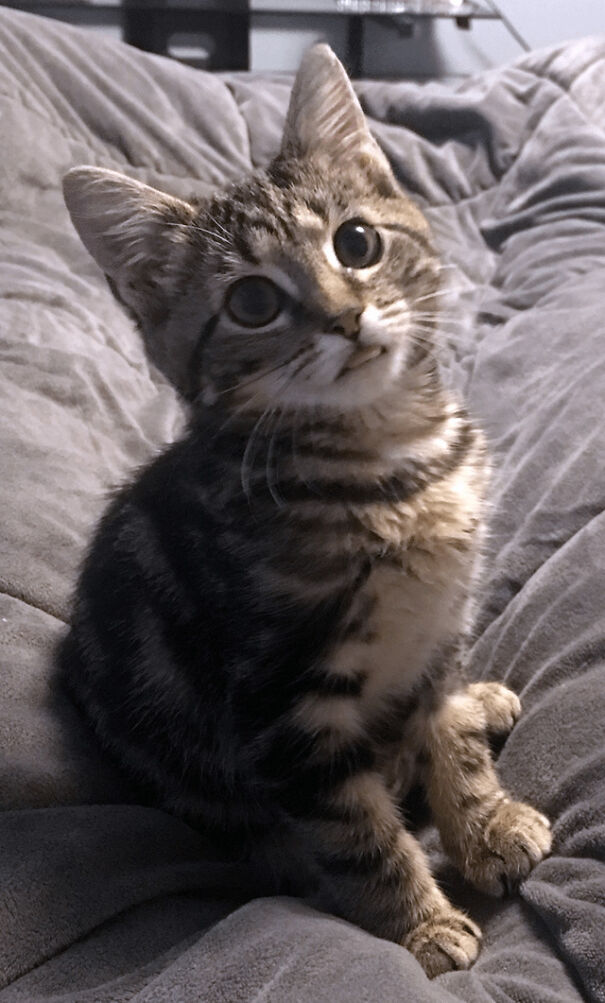 Tabby cat sitting with its tongue sticking out slightly, looking curious.