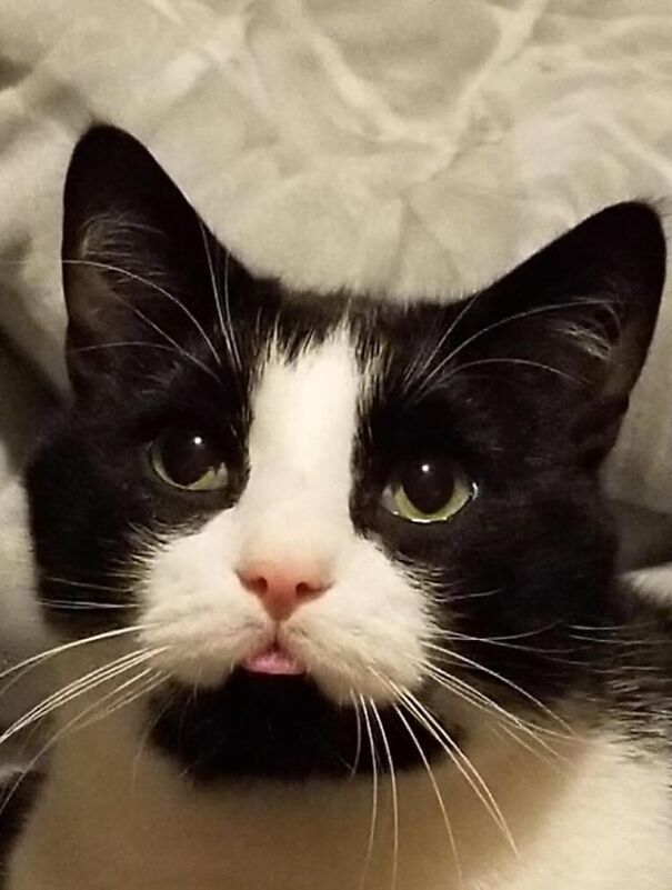 Black and white cat with its tongue out, looking surprised.