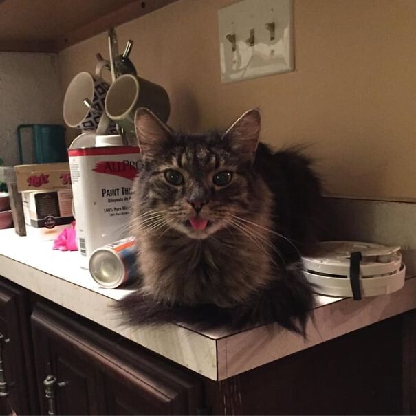 Fluffy cat on a counter with its tongue sticking out, surrounded by paint cans and cups.