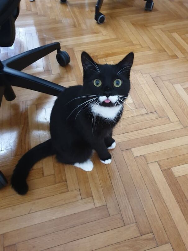 A black and white cat with wide eyes sits on a wooden floor with its tongue slightly out.