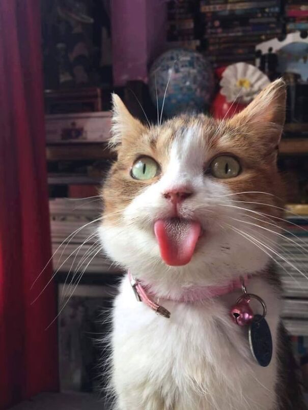 Cat with tongue sticking out, wearing a pink collar, sitting indoors.