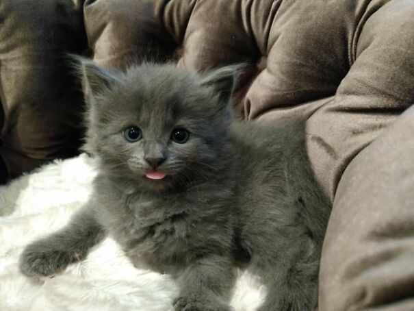 Fluffy gray kitten with its tongue out, sitting on a cushioned chair.