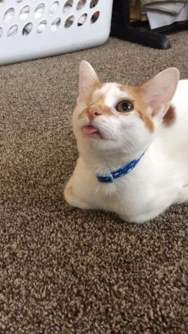 Cat with tongue out, lying on carpet, one eye closed, and wearing a blue collar.