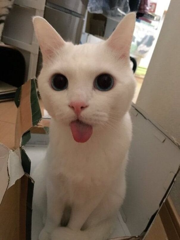 White cat with tongue out, sitting in a cardboard box.