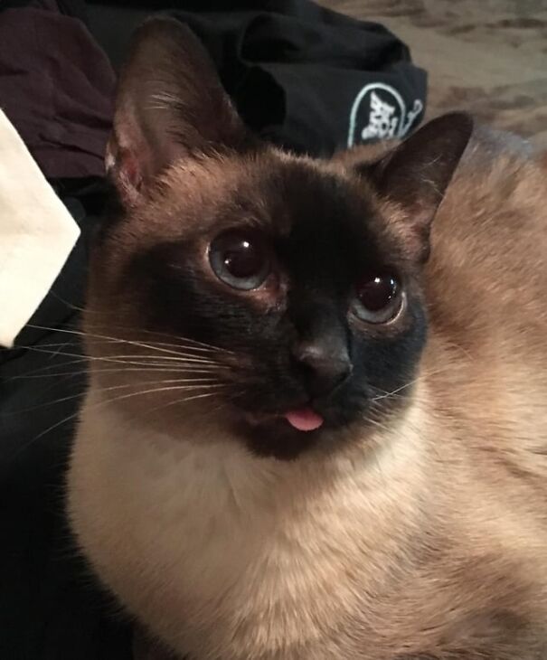 Siamese cat with tongue sticking out playfully.