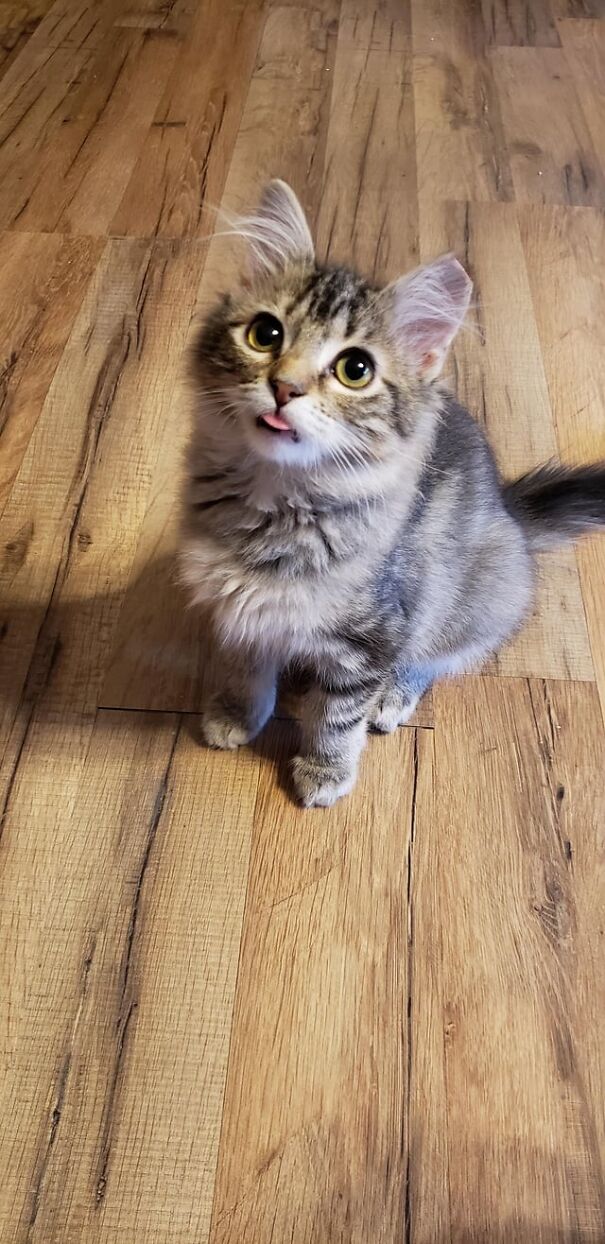 Fluffy cat with tongue out, sitting on wooden floor, showcasing a funny and cute expression.