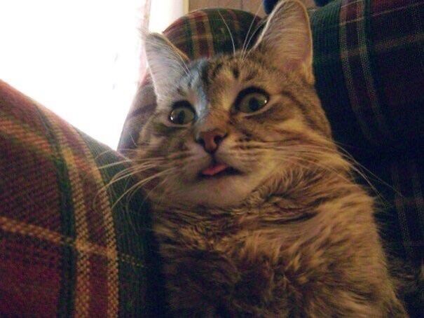 Funny cat with its tongue out, looking surprised on a plaid chair.