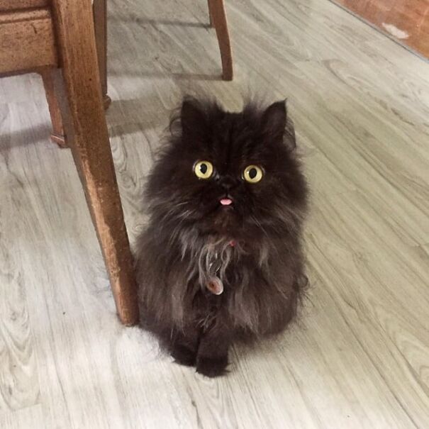 Fluffy cat with tongue out, sitting beside a wooden chair on a light floor.