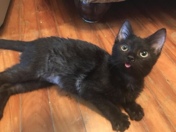 A cute black cat lying on a wooden floor with its tongue sticking out.