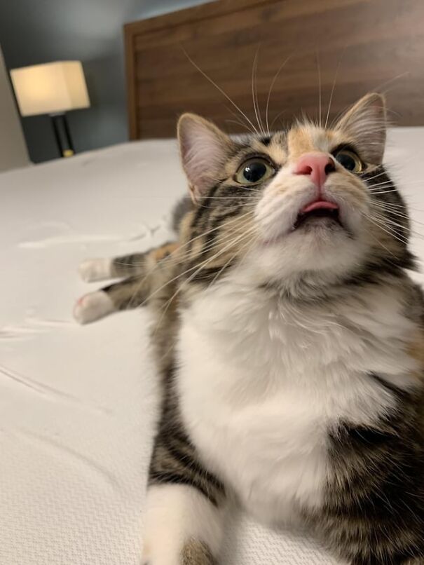 Cat with tongue sticking out, lying on a bed, appearing playful and quirky.