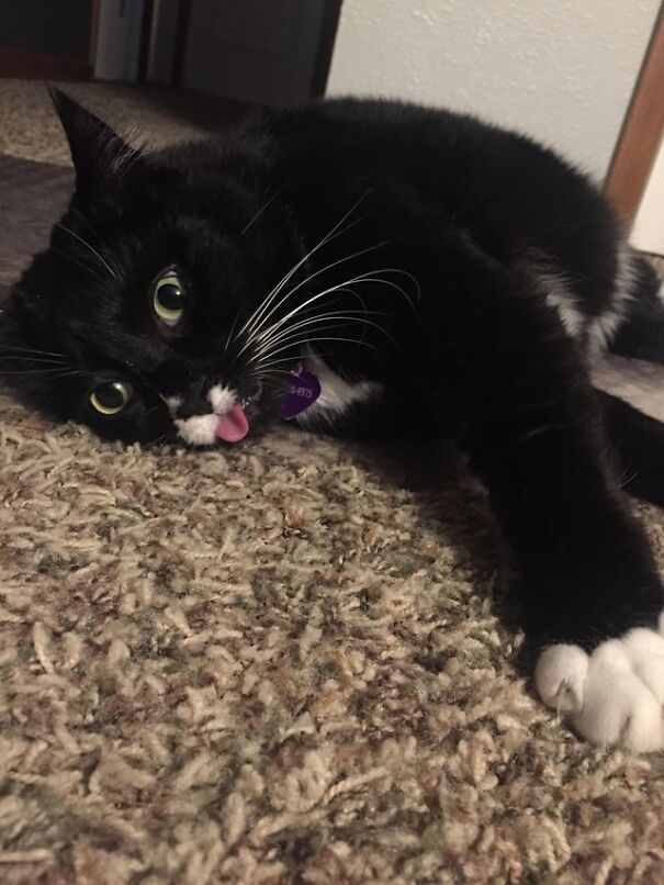 A black and white cat laying on a carpet with its tongue sticking out humorously.