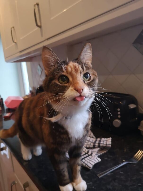 Calico cat with tongue out, standing on a kitchen counter, looking curious and playful.