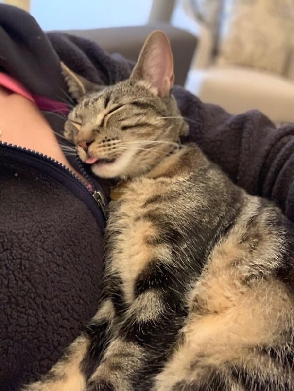 A tabby cat sleeping with its tongue out, nestled on a soft surface, showcasing a funny and relaxed expression.