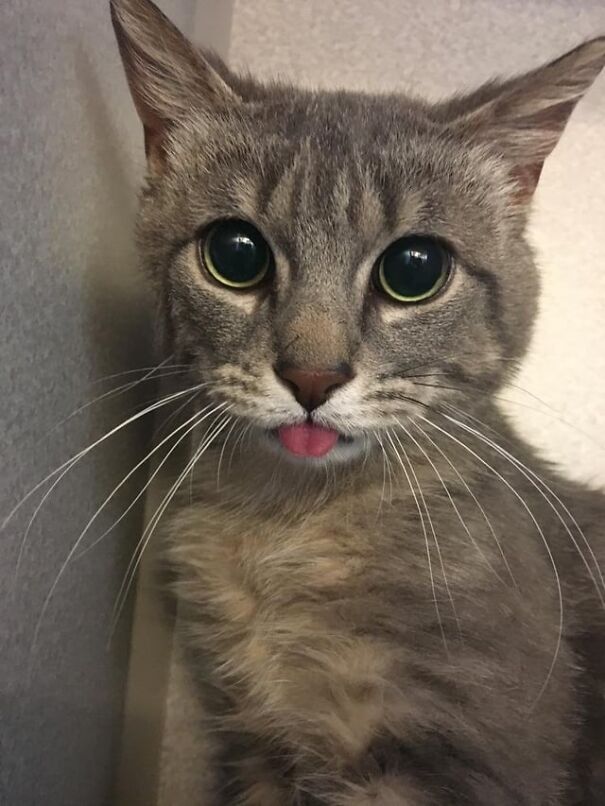 Gray tabby cat with tongue out and wide eyes, creating a funny expression.