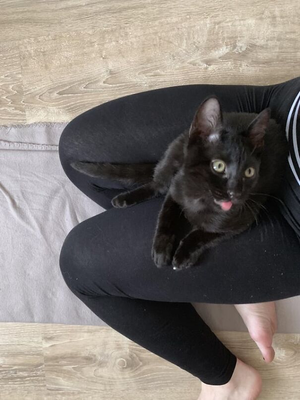 Black cat sitting on a person's lap with tongue sticking out, looking playful.