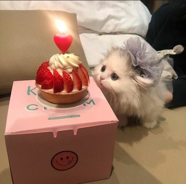 Fluffy cat with wide eyes and tongue out, wearing a cute hat, intrigued by a cake with a lit candle on a pink box.