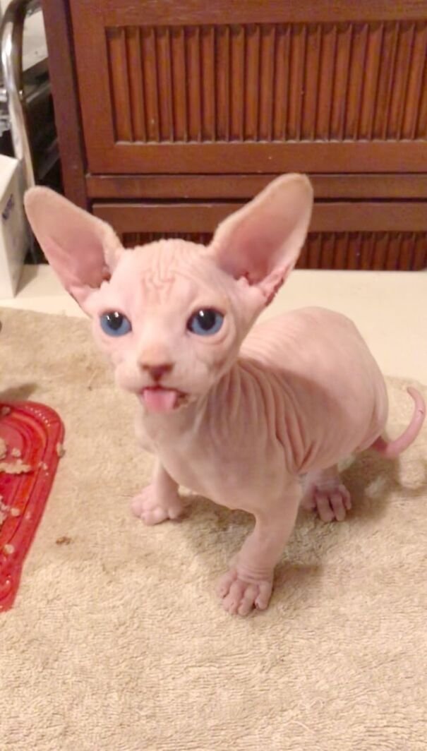 Hairless cat with blue eyes, humorously sticking its tongue out while sitting on a beige rug.