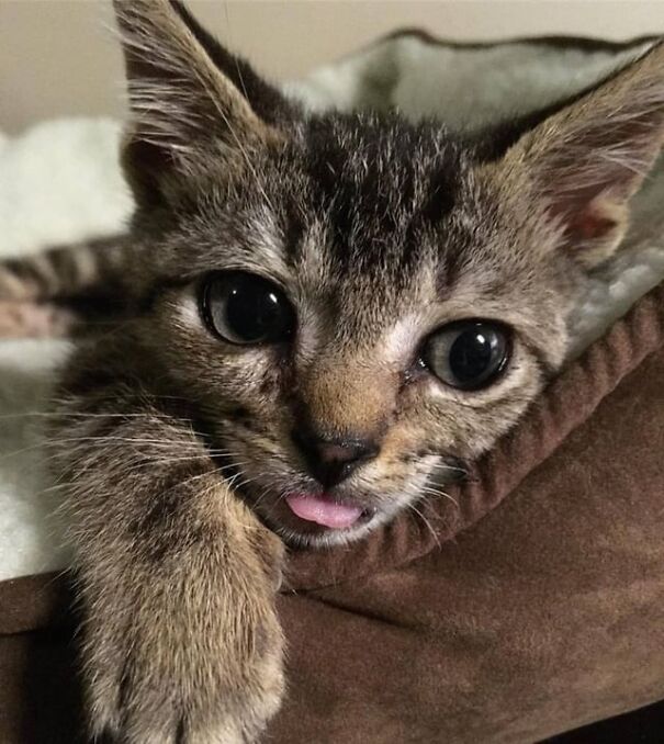 Funny cat with tongue out, lying in a cozy bed.