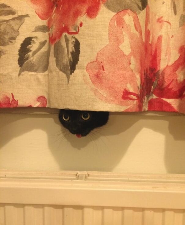 A cat peeks out from behind floral curtains with its tongue sticking out, creating a funny expression.